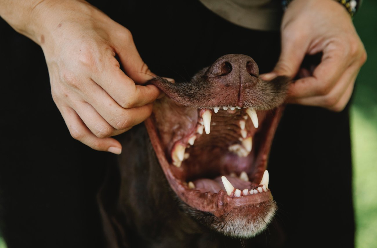 Czy zęby psa wymagają pielęgnacji?